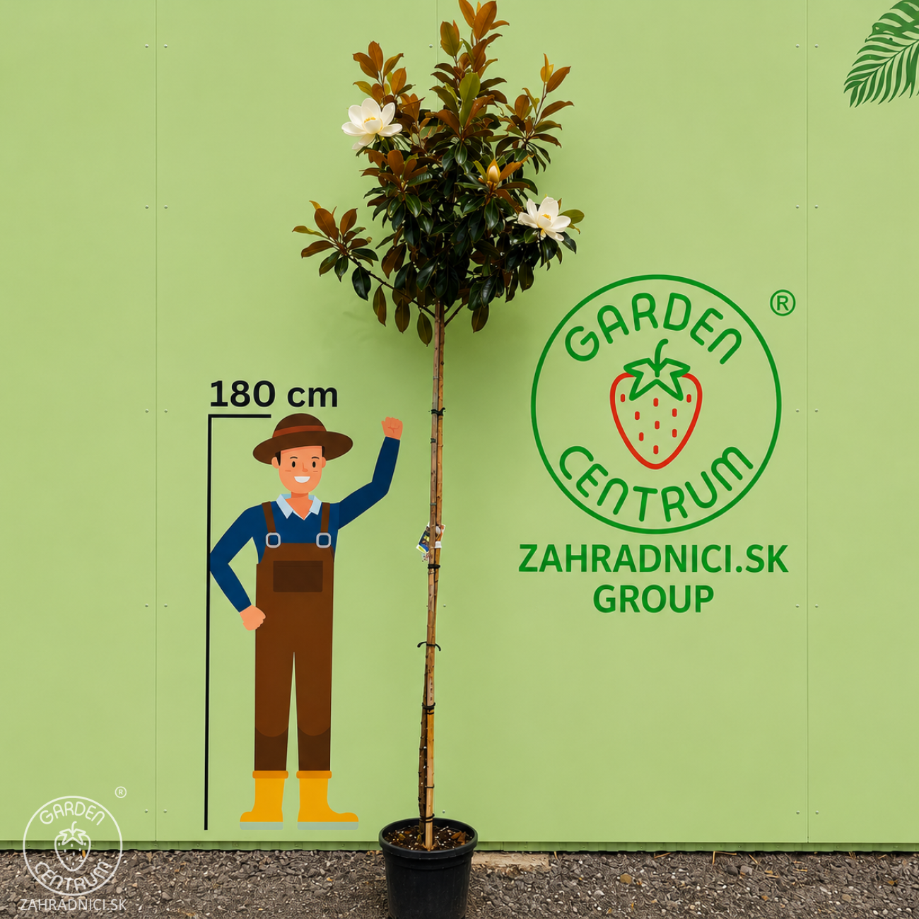 Obrázok Magnólia veľkokvetá (Magnolia grandiflora) ´GALLISONIENSIS´ - výška 250-270 cm, kont. C25L, obvod kmeňa 6/8 cm - NA KMIENKU